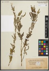 Foto von Salix purpurea L.